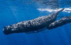 世界上潜水最深的哺乳动物：抹香鲸能下潜到2200米深处