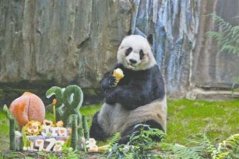 世界上寿命最长的熊猫，相当于人类的110岁