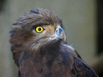 世界上寿命最长的鸟类：赤鹰年龄可达70岁