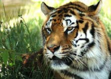 世界上最大的老虎品种：体长可达3米多，体重300多千克