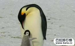 十大最独特的南极动物：帝企鹅乃南极独有！