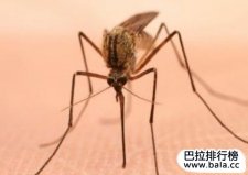 非洲10种最危险的动物，第一名竟是小小的蚊子
