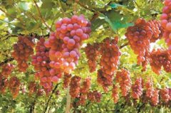 新疆十大特产水果，吐鲁番葡萄排在第一位