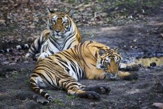 地球上6大仅存的老虎，华南虎榜上有名