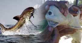世界上最怪异的鲨鱼，独眼鲨鱼因畸形仅一只眼