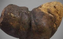 世界上保存最久的粪便，来自1万2千年前的粪化石