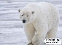 北极十大代表动物：一角鲸上榜，第一名是北极熊