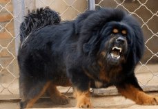 国内10大被禁养的犬种：杜宾犬上榜，藏獒居第一