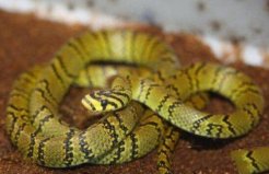 世界上最美的无毒蛇，横斑锦蛇数量不到30条
