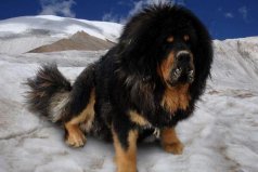 世界十大最危险猛犬，中国藏獒位列第一