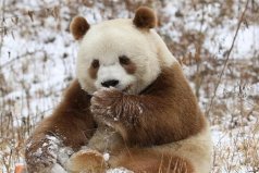 世界上仅存的一只棕色大熊猫：七仔现如今成团宠