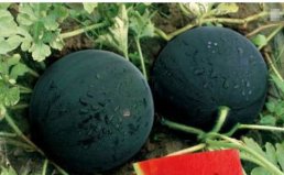 世界上最贵的4种水果，黑皮西瓜排名第一