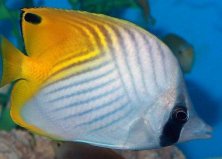 世界上10大最漂亮的热带鱼：颜值在线实力担当