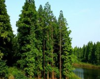 国家一级保护树木排行榜：银杉上榜，水杉第一名