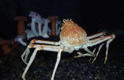 世界上最奇特的螃蟹：蜘蛛蟹腿长可达3米