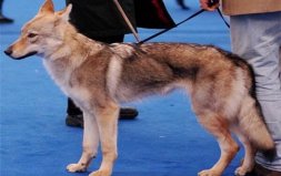 世界上最贵的10个动物：35亿捷克狼犬是谣言