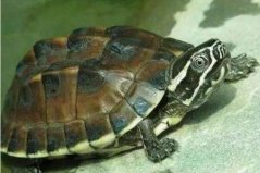 容易暴毙的乌龟排名：马来食螺龟排第一名