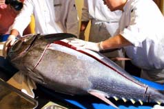 世界上最贵的十大海鲜：黄唇鱼上榜，蓝鳍金枪鱼排第一