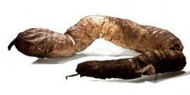 吉尼斯世界纪录世界上最大的屎长1.8米重26斤