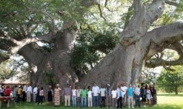 世界上最粗的树：百骑大栗树周长55米