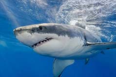 世界十大恐怖鲨鱼排名：大白鲨名列第一