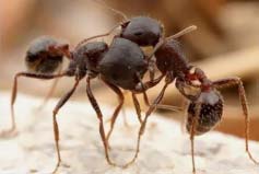 世界七大有毒蚂蚁：子弹蚁、红火蚁名列榜首