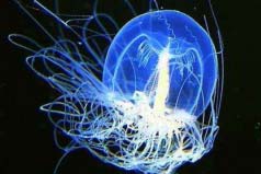 世界上寿命最长的十种动物：灯塔水母或可长生不老
