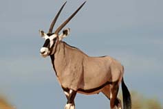 世界上最大的羚羊：非洲大羚羊体重可达1吨