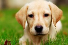 世界上10大名犬智商排名，拉布拉多犬排第一名