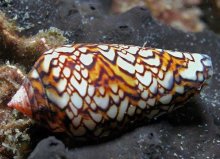 世界上最毒的海螺：鸡心螺的毒素足以杀死10个人