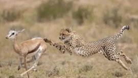世界上奔跑速度最快5种动物，冠军是猎豹
