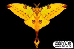 世界最美丽的十大飞蛾：日落蛾上榜，你见过哪种？