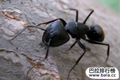 十大热门经典的宠物蚂蚁：日本弓背蚁最受欢迎