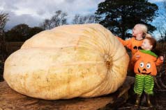 世界上最大的南瓜：重量高达953.5公斤