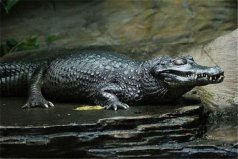 亚马逊河十大恐怖生物：黑凯门鳄居首，红腹食人鱼第八