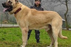 世界10大杀伤力超强的犬，坎高犬排榜首