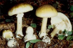 世界十大致命毒蘑菇，死亡帽排在第一名