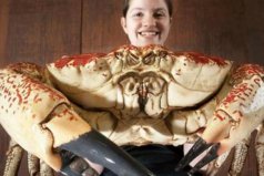 世界上最重的蟹：澳洲皇帝蟹最重达72斤