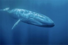 世界上最特别的动物：人类上榜，蓝鲸居榜首