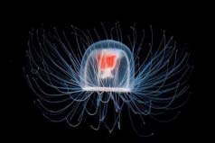 寿命最长的海洋生物排名：海葵排第四，灯塔水母会永生