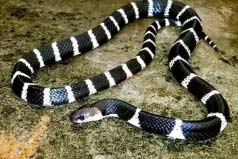 中国十大毒蛇排名：眼镜王蛇仅第三，银环蛇居榜首