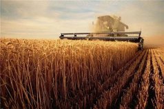 世界小麦产量排名：中国印度俄罗斯包揽前三名