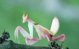 世界上最美丽的螳螂：兰花螳螂外形像兰花，颜值超高