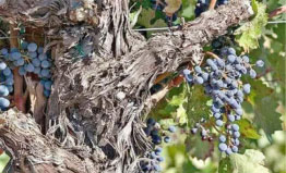 世界上最古老的葡萄树：树龄有176年，每年产7吨葡萄