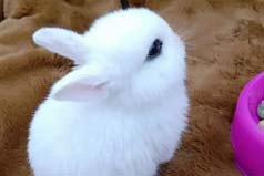 世界上最漂亮的兔子，公主兔长得非常可爱