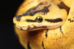 国内十大常见的无毒蛇：玉米锦蛇入榜，球蟒最常见！