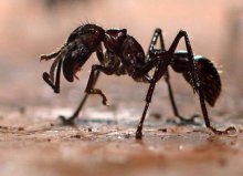 世界上最毒的蚂蚁是什么蚂蚁？世界上最毒的蚂蚁排行榜