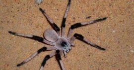 世界上最大的蜘蛛有多大？蜢蜘爪子张开有38厘米宽