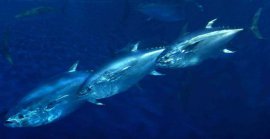 盘点海洋中价值不菲的10种鱼类，蓝鳍金枪鱼位列第一