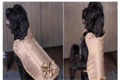 世界上最贵的狗夹克：售价13.7万美元，用24K黄金制成